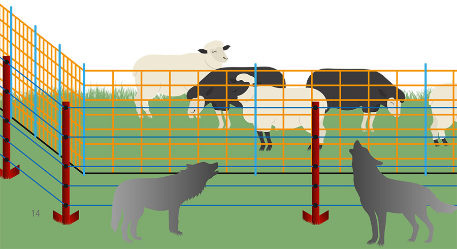 Grafik Schafe hinter kombiniertem Wolfsabwehrzaun