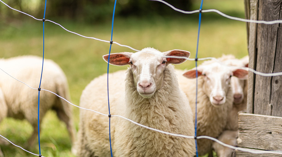 Schafe auf einer weide hinter einem Elektro-Weideschutzzaun