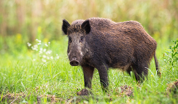 Wildschwein auf einer Waldlichtung