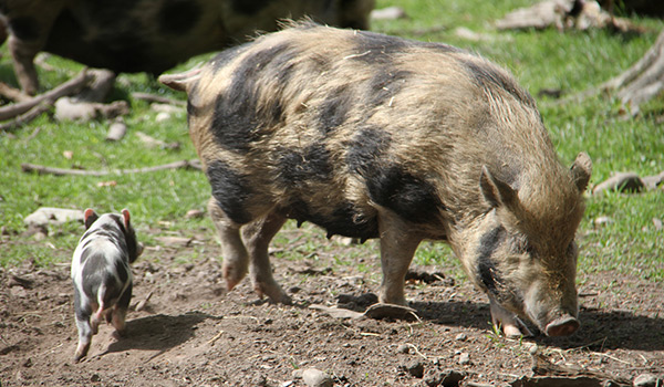 Ein schwarz geflecktes Hausschwein mit Ferkel auf einem Freigelände