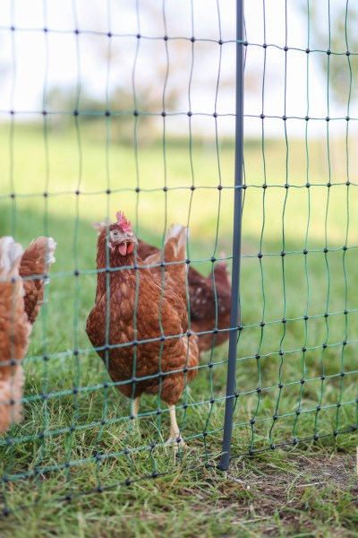 Green Electric Fence Poultry Netting