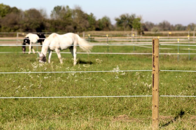 Poly Wire on Reel,Fencing,C  - AKO-Agrartechnik